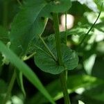 Crepis lampsanoides Leaf