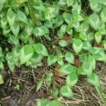 Euphorbia graminea Leaf