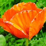 Papaver orientale Flor