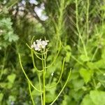 Alliaria petiolata 花