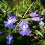 Salvia interrupta Цветок