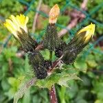 Sonchus oleraceus Květ