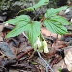 Cardamine enneaphyllos 葉