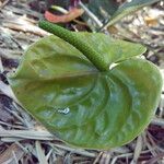 Anthurium andraeanum Other