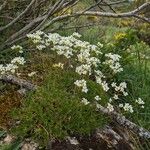 Saxifraga losaeFlower