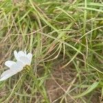 Anthemis chia Cvet