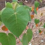 Croton urucurana Blatt