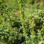 Artemisia biennis Žiedas