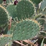 Opuntia engelmannii Leaf