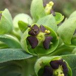 Euphorbia characias Õis