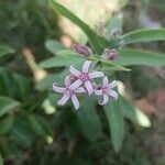 Oxypetalum solanoides Blomst