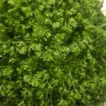 Selaginella apus Hoja