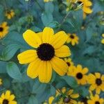 Rudbeckia triloba फूल