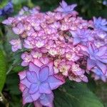 Hydrangea spp.Квітка