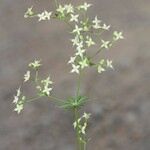 Galium obliquum Other