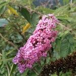 Buddleja japonicaFlor