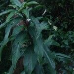 Costus guanaiensis Feuille