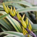 Phormium tenax Flower