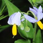 Solanum salicifolium Flor