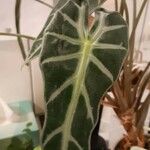 Alocasia sanderianaLeaf