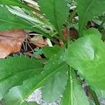 Leucanthemum ircutianum Листок