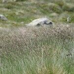 Festuca varia Habitus