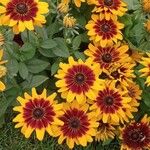 Rudbeckia hirtaΛουλούδι