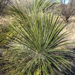 Yucca elata Vekstform