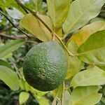 Citrus × limon Vili