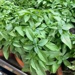 Ocimum americanum Лист