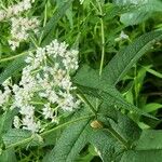 Eupatorium perfoliatumКветка