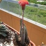 Kleinia stapeliiformis Hoja