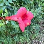 Campsis radicans Blüte