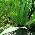 Iris × germanica Leaf