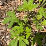 Hydrastis canadensis Leaf