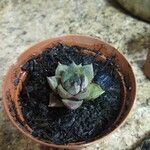 Echeveria purpusiorum Leaf