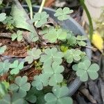 Oxalis tuberosa 葉