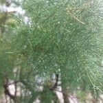 Tamarix gallica 葉