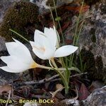 Crocus cancellatus অভ্যাস