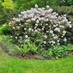 Rhododendron aberconwayi عادت