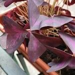 Oxalis triangularis 葉