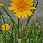 Tragopogon orientalis Flower
