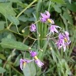 Solanum dulcamaraCvet