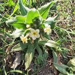 Alkanna graeca Flor