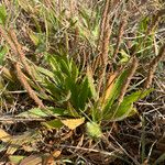 Plantago serraria Lapas