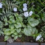 Brunnera macrophyllaYaprak