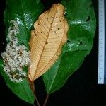 Miconia punctata Άλλα