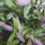 Hebe salicifolia Floare