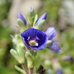 Veronica fruticans Fiore