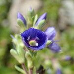 Veronica fruticans Flor